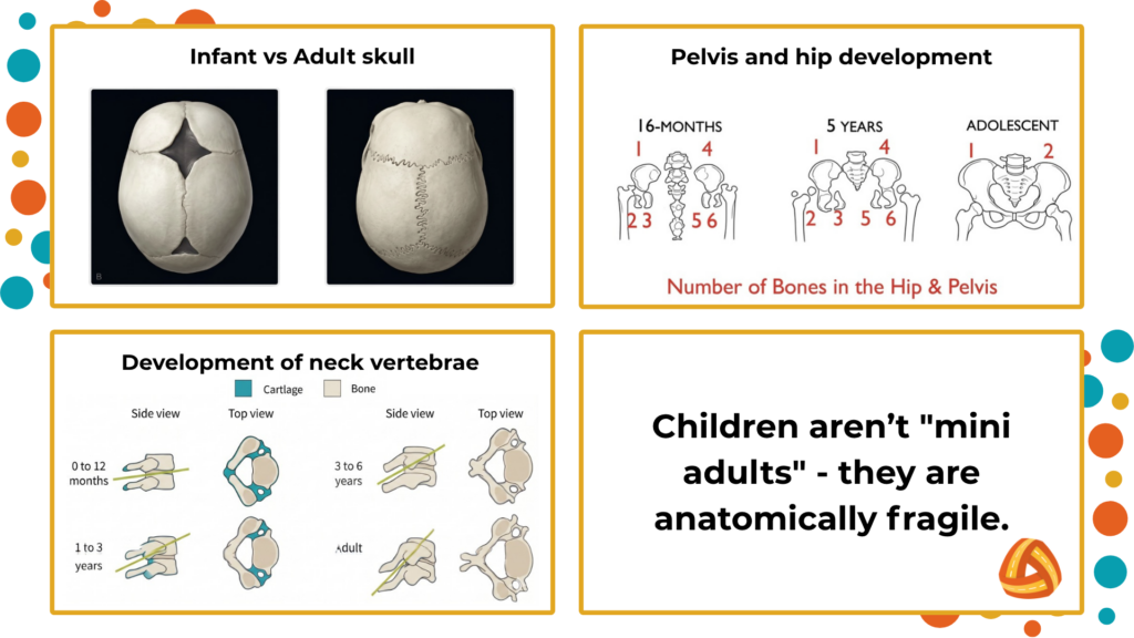 Comparison of adult and child skeletal structures showing head-to-body ratios