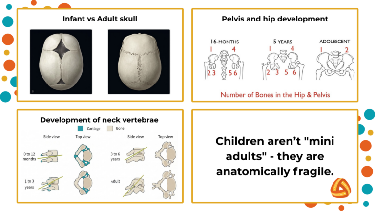 Comparison of adult and child skeletal structures showing head-to-body ratios